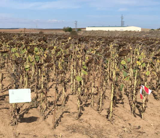 ASAJA-Soria experimenta en campos de Almazán con una veintena de variedades de girasol