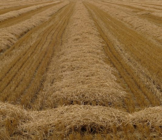 ASAJA propondrá en el Consejo Agrario que Castilla y León retome la autorización de quemas controladas en parcelas de rastrojo