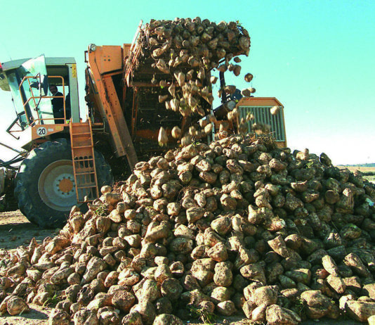 Unión frente a las medidas económicas y publicitarias llevadas a cabo por el Gobierno en contra del sector azucarero
