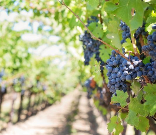 Los productores de vino europeos piden una segunda ola de medidas de crisis