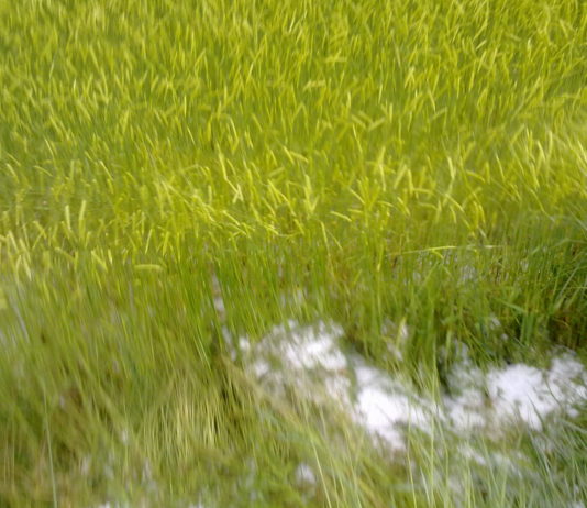 Aprobado el Plan de Seguros Agrarios Combinados para 2021