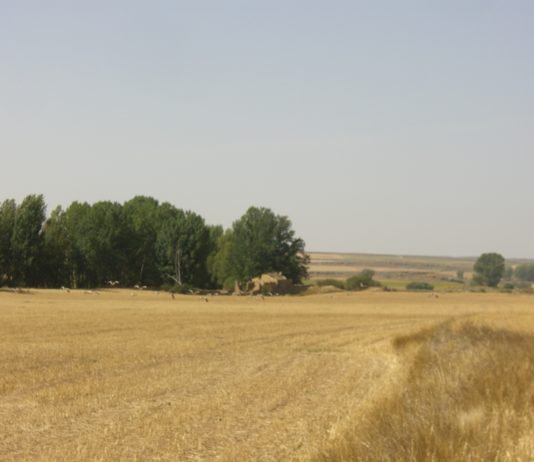 Desasosiego en el mercado agrícola de la UE por el impacto del ataque de Rusia a Ucrania