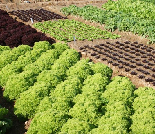 La agricultura ecológica pide paso en una cumbre mundial sobre biodiversidad