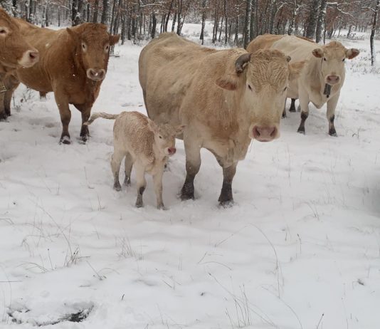 Injustificada agresión del Gobierno a los ganaderos españoles