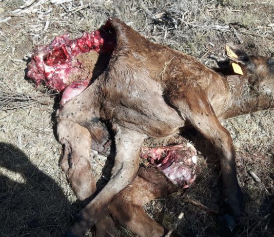 La caza del lobo será prohibida en toda España