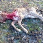 ASAJA Soria facilita tu participación en la consulta pública sobre la protección del lobo