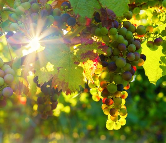 La interprofesional del vino, OIVE, pide nuevas ayudas por los cierres del canal Horeca