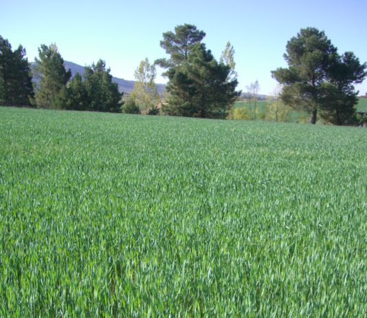 Luis Planas: «El sector agroalimentario será un puntal clave en la recuperación económica»