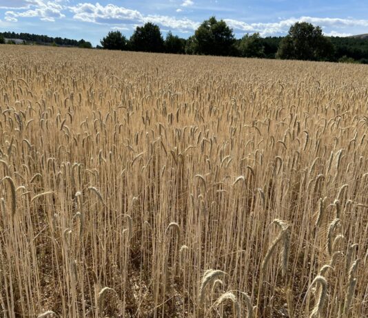 La Comisión Europa valora flexibilizar las normas de la nueva PAC sobre rotación de cultivos