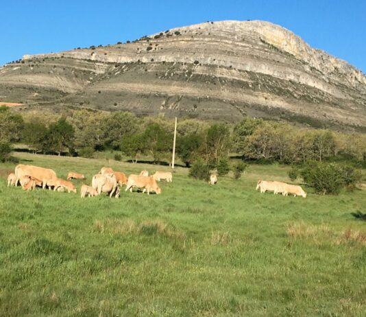 El Gobierno impulsa un centro nacional de referencia en bienestar animal