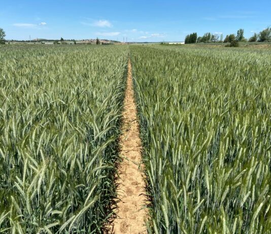 LA PRUDENCIA EN EL GASTO DETERMINA LA ELECCIÓN DE CULTIVOS DE LOS AGRICULTORES DE CASTILLA Y LEÓN