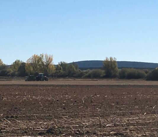 La superficie de cultivo en España se mantuvo sin apenas variación en 2021