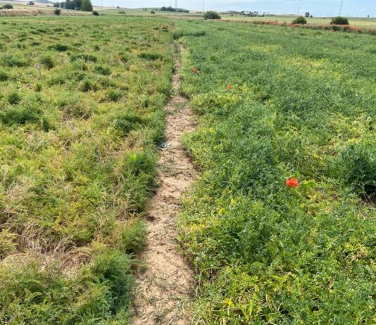LA VERDAD INCÓMODA DE LA COMISIÓN – EL CENTRO COMÚN DE INVESTIGACIÓN (JRC) PUBLICA UN INFORME SOBRE EL IMPACTO DE LAS ESTRATEGIAS «BIODIVERSIDAD» Y «DEL CAMPO A LA MESA» EN LA AGRICULTURA