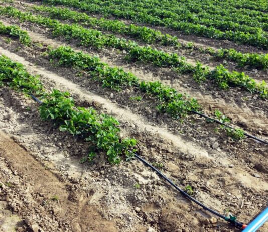 ASAJA critica que Teresa Ribera no vaya a gastar ni un euro en infraestructuras de regadío en el nuevo Plan Hidrológico del Duero