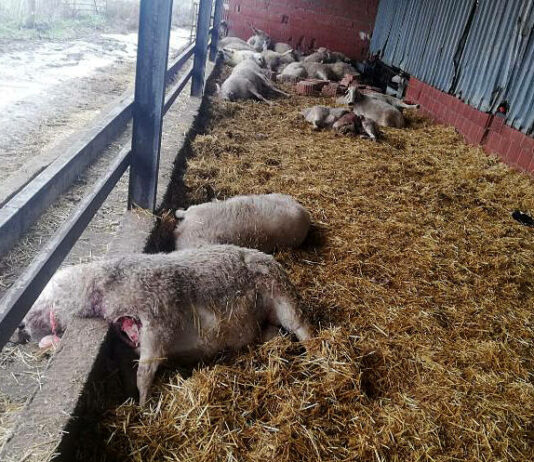 ASAJA presenta recurso contencioso-administrativo contra la orden del lobo ante la Audiencia Nacional