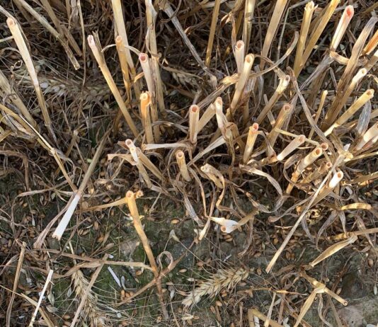 Ayudas que al final tienen que ver con toda la provincia