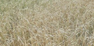 Aviso del Observatorio de Plagas de Castilla y Léon: tronchaespigas y trips en cereales