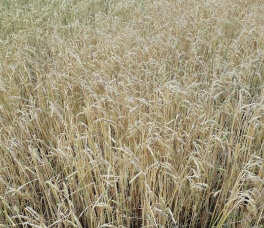 ASAJA Soria opina que las medidas anunciadas por el Gobierno de apoyo al sector son las urgentes, pero no comprenden todas las importantes