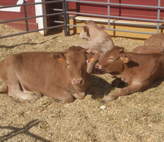 ASAJA critica que el Ministerio haya excluido a una parte importante de los terneros cebados en Castilla y León de la ayuda por los efectos de la guerra en Ucrania