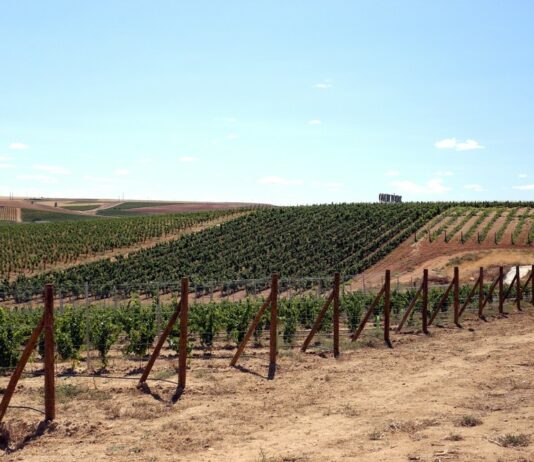 El Gobierno aprueba ayudas al viñedo por 202 millones de euros anuales en la nueva PAC