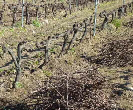 ASAJA solicita que se autoricen las quemas de restos de poda en Castilla y León