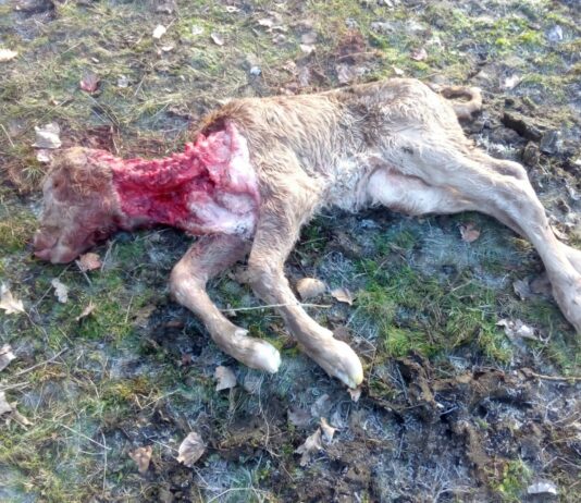 Cambios importantes en los pagos compensatorios por daños producidos por el lobo en explotaciones ganaderas de Castilla y León