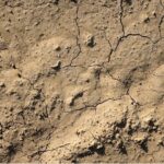 La Junta de Castilla y León pone en marcha las ayudas directas y bonificación de préstamos por la sequía