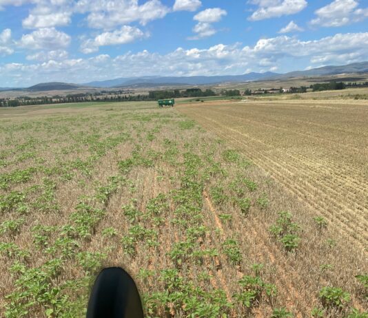 ASAJA DENUNCIA LA CRUDA REALIDAD: EL AGRICULTOR CEREALISTA SOLO GANA LA PAC, SEGÚN UN INFORME DE LA UNIVERSIDAD DE VALLADOLID ENCARGADO POR LA JUNTA