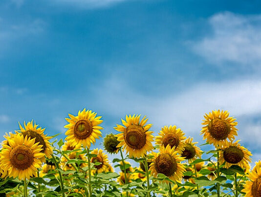 ASAJA SORIA PIDE A LA AEG QUE DEJE DE CONTAMINAR EL MERCADO DEL GIRASOL EN ESPAÑA