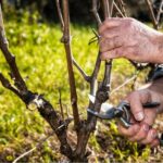 CURSO – PODA E INJERTO EN VIÑEDO