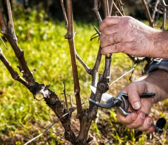 CURSO – PODA E INJERTO EN VIÑEDO