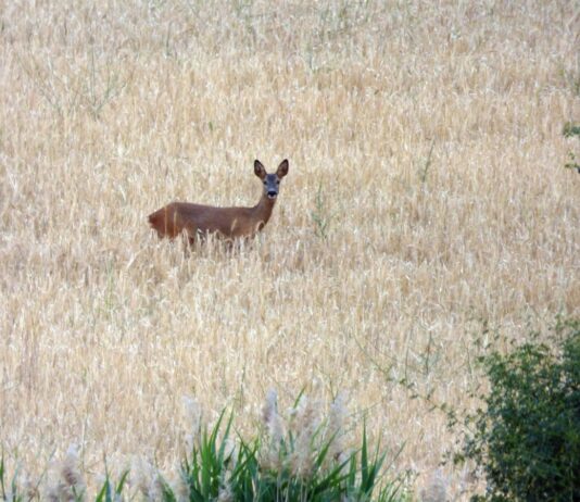 Un monumental enfado de los agricultores lleva a ASAJA a pedir una reunión urgente con Medio Ambiente