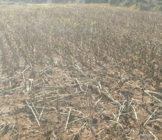 ASAJA Soria denuncia la preocupante situación derivada de la superpoblación de la fauna silvestre