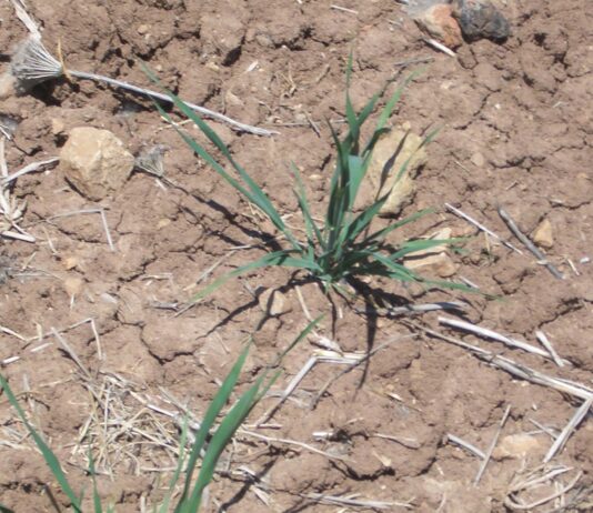 ASAJA Soria pide una reducción de los módulos fiscales, teniéndose en cuenta las incidencias climatológicas de 2023