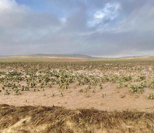 ASAJA Soria da la bienvenida a la reducción de módulos fiscales para el campo provincial, pero reclama que falta el girasol