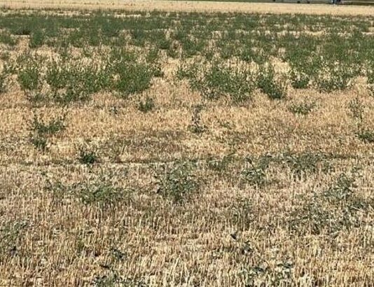 ASAJA Soria pide a la Junta que considere la adaptación del periodo de no tratamientos y lo retrase al menos un mes en la provincia, pasando a mayo-julio