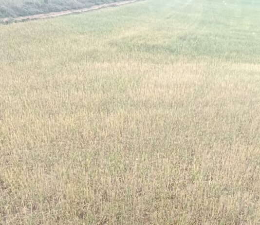 ASAJA Soria destaca en la Comisión Provincial de Estadística la prudencia total ante la situación de la campaña del cereal