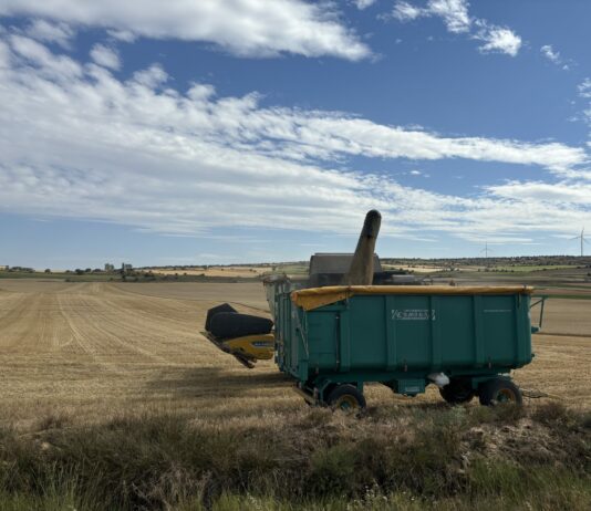 La producción de cereales en la Unión Europea bajará casi el 5% con respecto a la campaña anterior