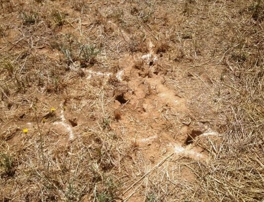 LA JUNTA ESTABLECE ALGUNAS FLEXIBILIDADES POR LA PLAGA DE TOPILLOS, DE MOMENTO, PARA CAMPO DE GÓMARA, TIERRAS ALTAS Y EL VALLE DE TERA