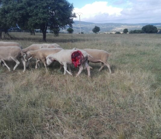 ASAJA CRITICA QUE ESPAÑA “VAYA POR LIBRE” EN EUROPA EN LA PROTECCIÓN DEL LOBO Y DÉ LA ESPALDA A LOS GANADEROS