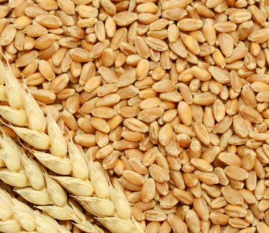 ASAJA, Upa y Coag de Soria invitan a todos los profesionales del campo a acudir a la concentración de mañana en defensa de unos precios que sean suficientes para subsistir