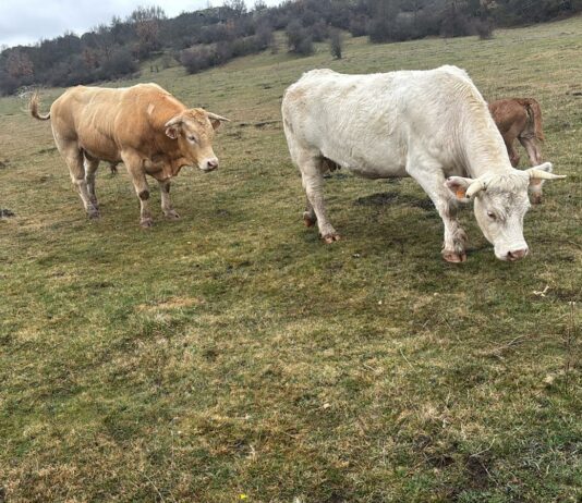 Ayudas para que los ganaderos de extensivo de Castilla y León realicen inversiones en infraestructuras dentro de sus explotaciones