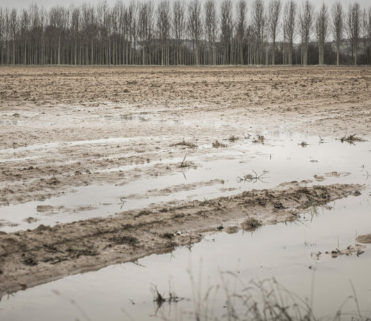 ASAJA Soria da la bienvenida a la reducción de módulos fiscales para el campo provincial, pero reclama que falta el girasol