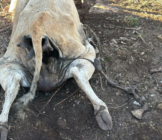 ASAJA Soria denuncia que se están intensificando los ataques de buitres al ganado