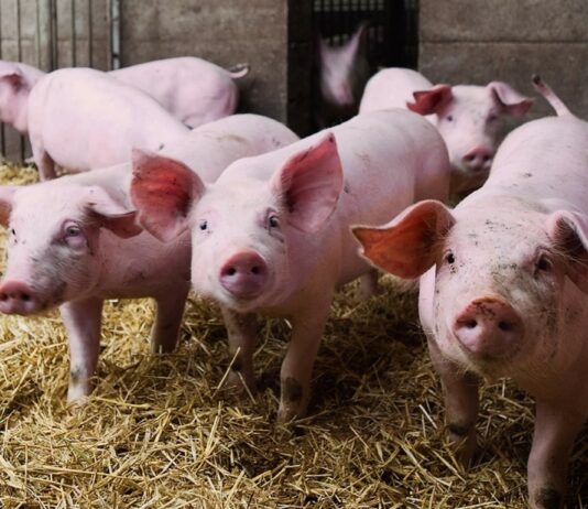 INTERPORC destaca la flexibilidad del porcino español ante el cambiante escenario internacional