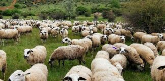ASAJA Soria urge a la Junta de Castilla y León a reponer las existencias de las vacunas de la lengua azul