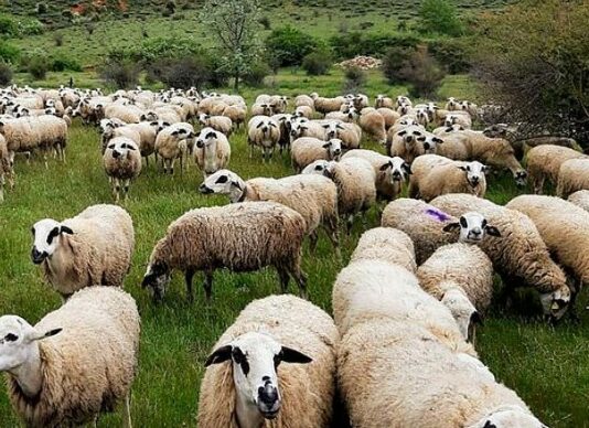 ASAJA Soria urge a la Junta de Castilla y León a reponer las existencias de las vacunas de la lengua azul