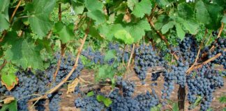 ASAJA VATICINA UNA CAMPAÑA DIFÍCIL DE COMERCIALIZACIÓN DE LA UVA Y PIDE A LA CONSEJERÍA QUE VIGILE EL CUMPLIMIENTO DE LA LEY DE LA CADENA ALIMENTARIA