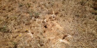 ASAJA valora que se recupere la quema controlada de rastrojos como medida fitosanitaria para prevenir y controlar plagas y enfermedades en el campo