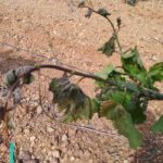 Contrata tu seguro de viñedo con o sin helada en ASAJA 10 días de plazo desde la helada para dar parte del siniestro